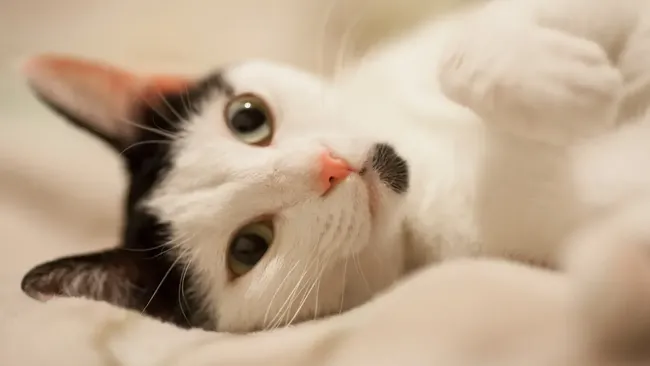 Исчезнувшая пять лет назад кошка вернулась к хозяйке под Рождество 