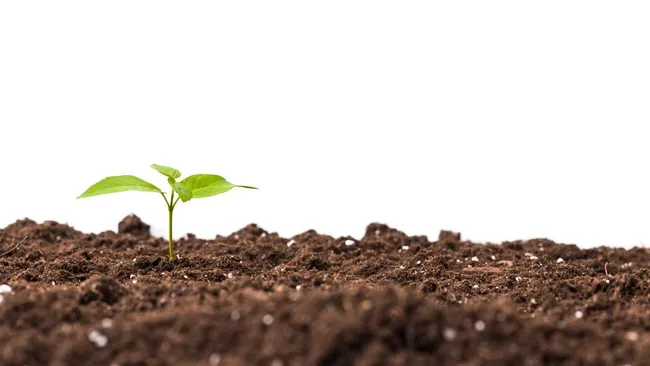 Не нужна лаборатория — проверяем кислотность почвы в домашних условиях 