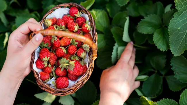 Подкормка перед морозами — клубнике точно понравится это удобрение 