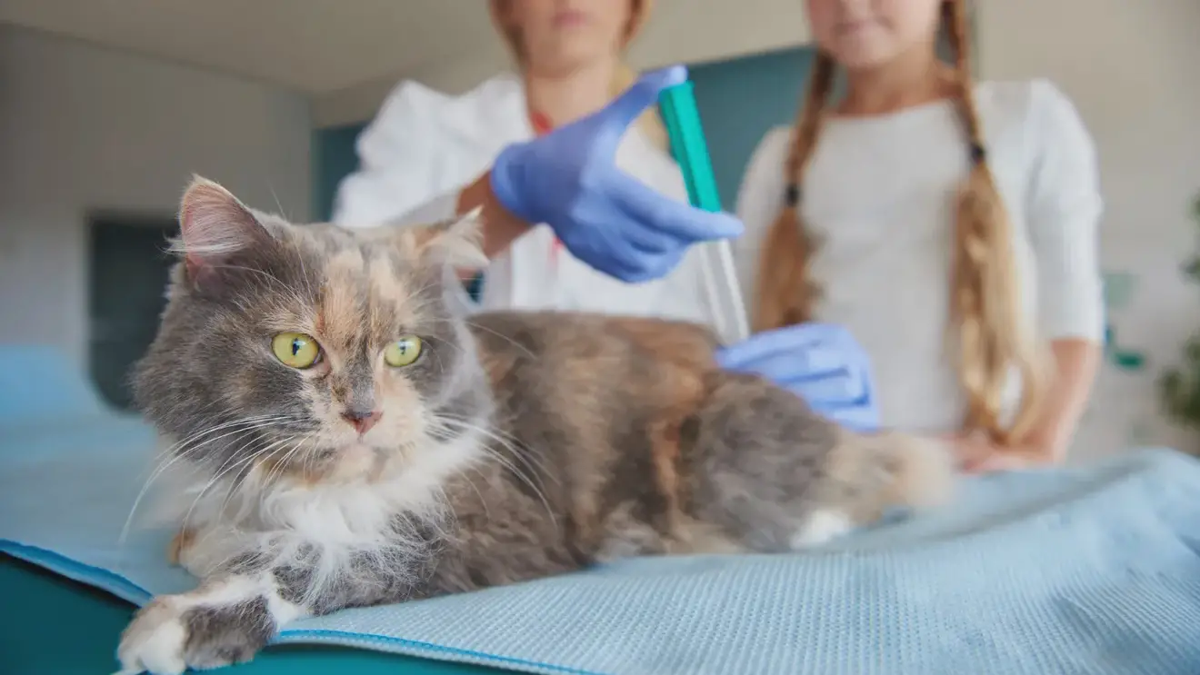 Иммунологи создали вакцину, продлевающую кошкам жизнь до 30 лет