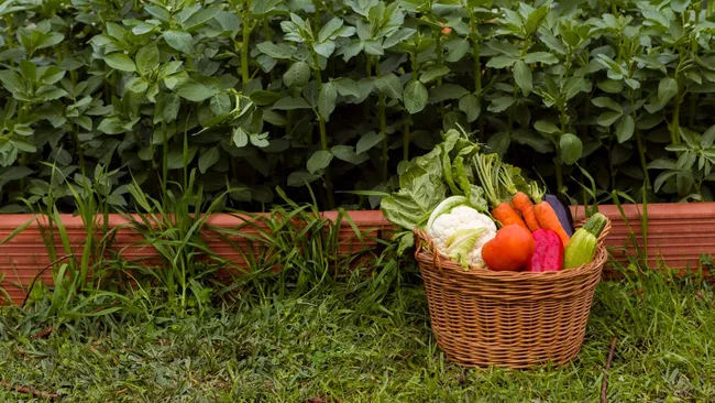 Созданы друг для друга — какие культуры сажать вместе 