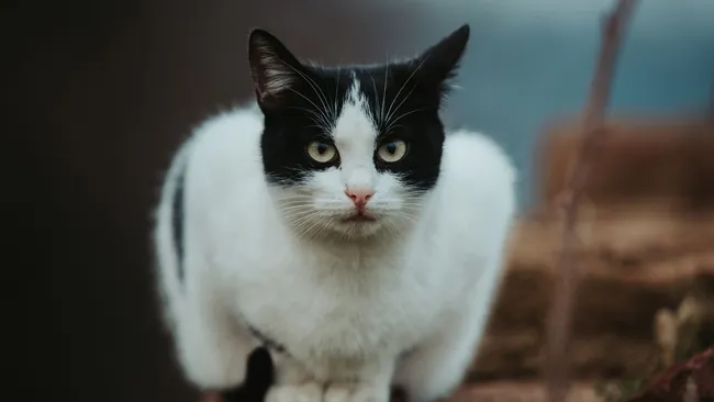 Терапевт Лавров предупредил о риске заражения фелинозом от кошек 