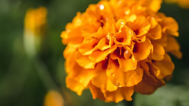 Не выбрасывайте бархатцы после цветения — что с ними делают опытные дачники 