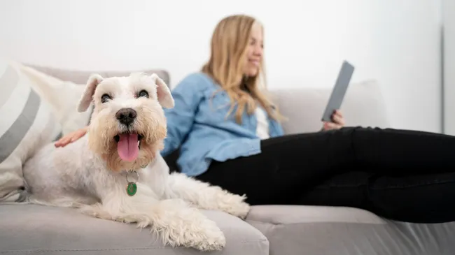 Просто бросьте это в стиралку — как спасти одежду от шерсти 