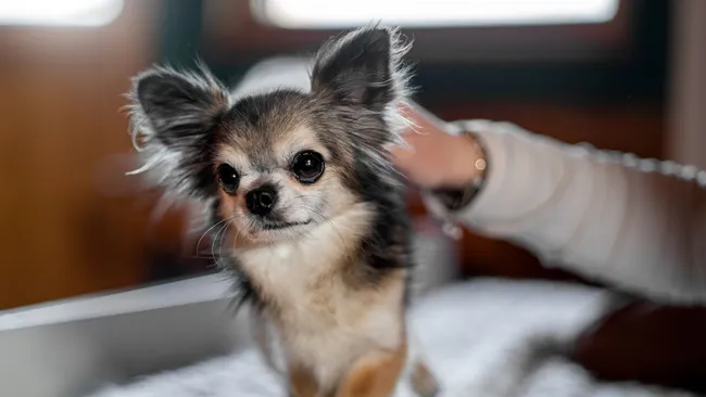 PNAS: даже у чихуахуа есть ДНК волка 