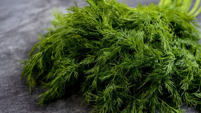 Секрет пышного укропа — что добавить в воду, чтобы добиться пышных «шапок» 