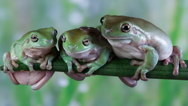 В Австралии стремительно исчезают редкие лягушки и рептилии 