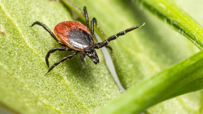 Невролог Демьяновская: иммуноглобулин после укуса клеща работает лишь первые 96 часов