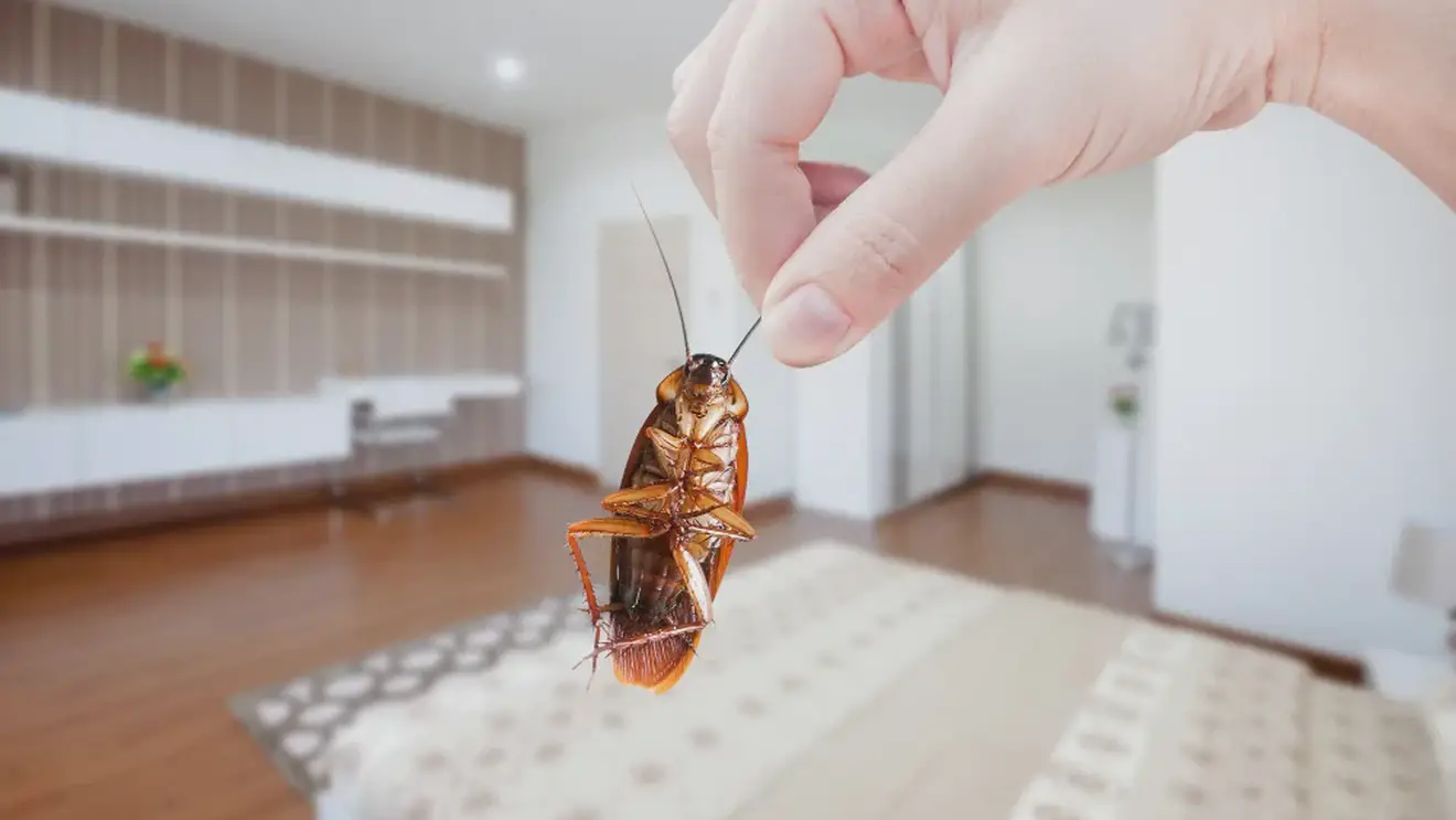 Что делать при укусах тараканов