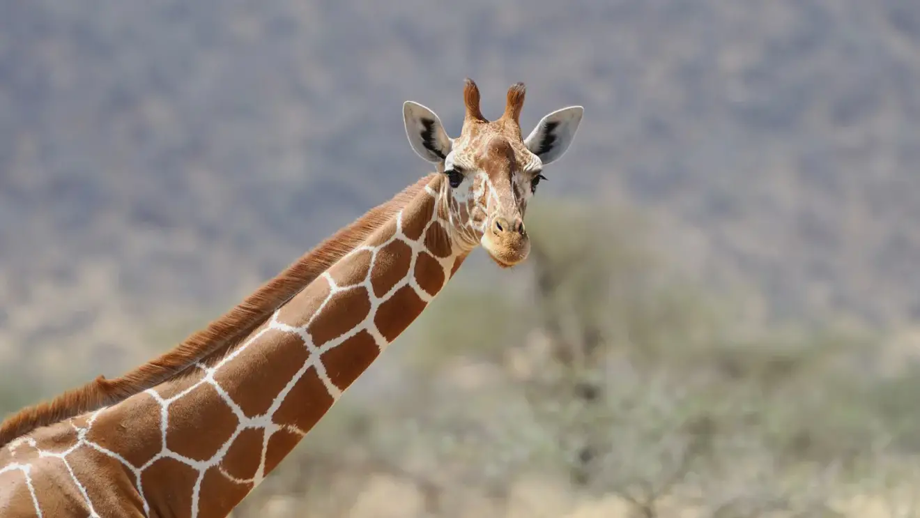 Учёные узнали, как у жирафов появилась длинная шея