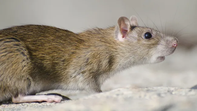 Зимнее нашествие отменяется — чем обработать подвал от крыс