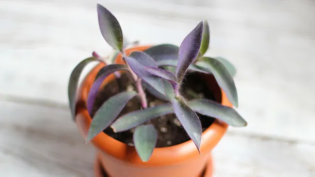 Плесень атакует ваши цветы — как уничтожить белый налет в горшке 