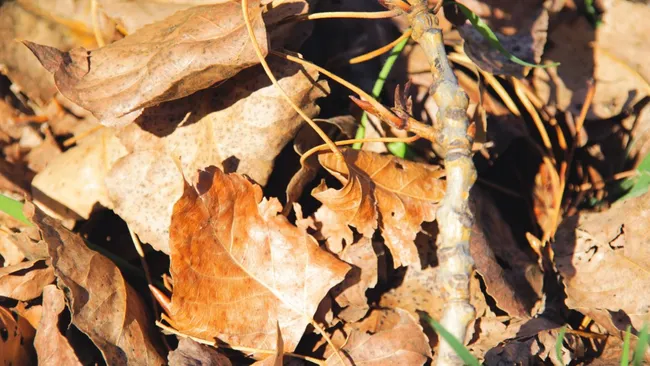 Эколог Лакустова посоветовала не убирать листву с участка после лета