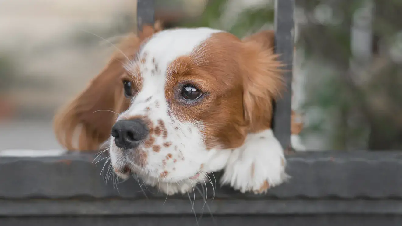 Зоологи выяснили, зачем собакам нужен «щенячий взгляд»