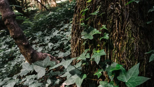 Контакты между растениями повышают их устойчивость к стрессу 