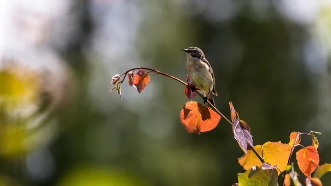 Пение птиц снижает стресс лучше, чем шум моря