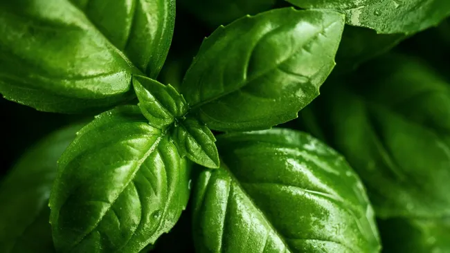 Базилик показал антибактериальный эффект против кариеса