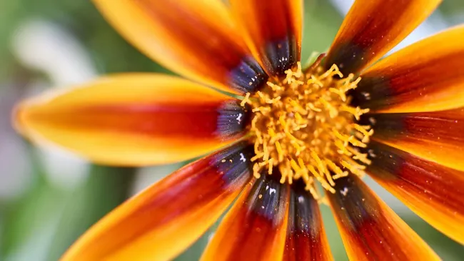 Цветет до холодов без остановки — многолетник, который украсит ваш участок 