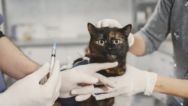 Вакцинация кошек: зачем нужны прививки вашему питомцу