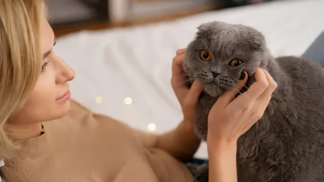 Психолог Иванова: во время поглаживания кошки у человека снижается кортизол