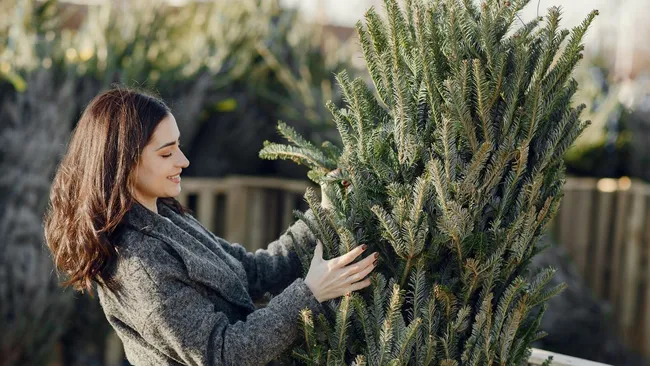 Простоит до весны — как правильно ухаживать за живой ёлкой