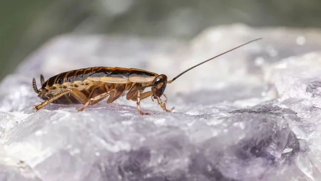 Тараканы в квартире — не приговор: скатали шарики из 3 ингредиентов и разложили 