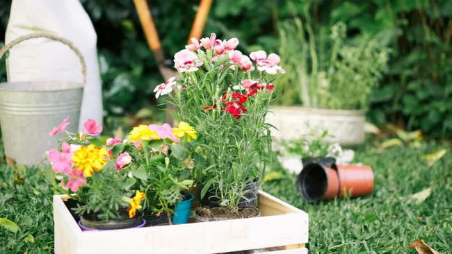 4 многолетника, которые цветут уже в первый день посадки