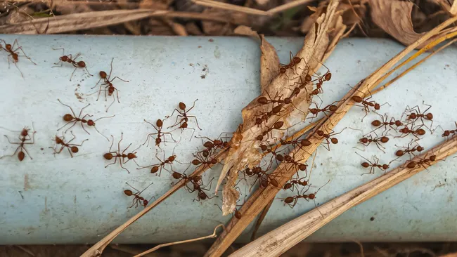 Муравьи сбегут за ночь — дачникам назвали простой раствор против насекомых