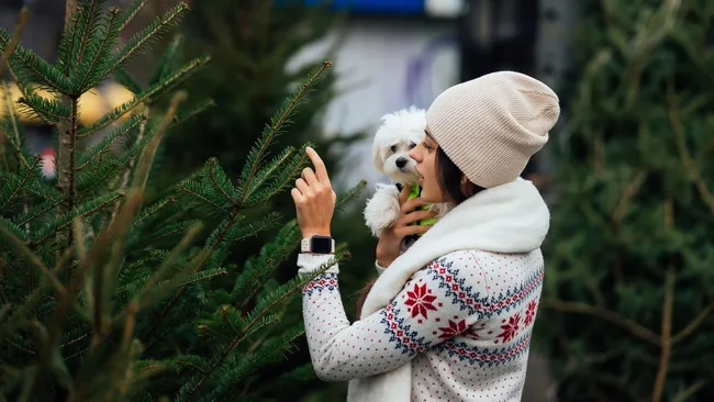 Хвоя останется на месте — что нужно делать с ёлкой, если она пожелтела раньше времени 