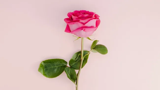 Соединения розы влияют на обмен веществ и защищают нервную систему