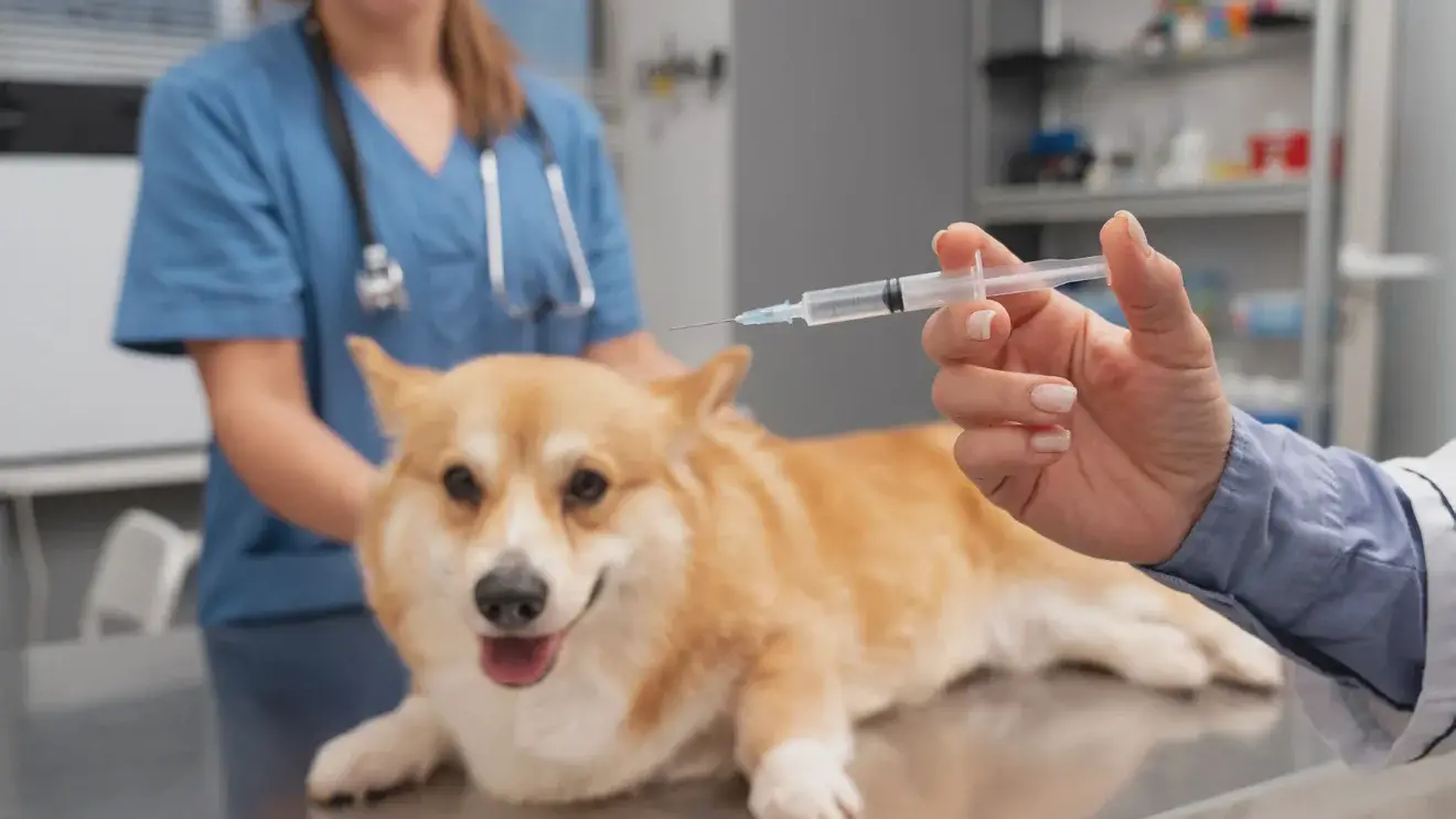 Здоровье для друга: что нужно знать о вакцинации собак