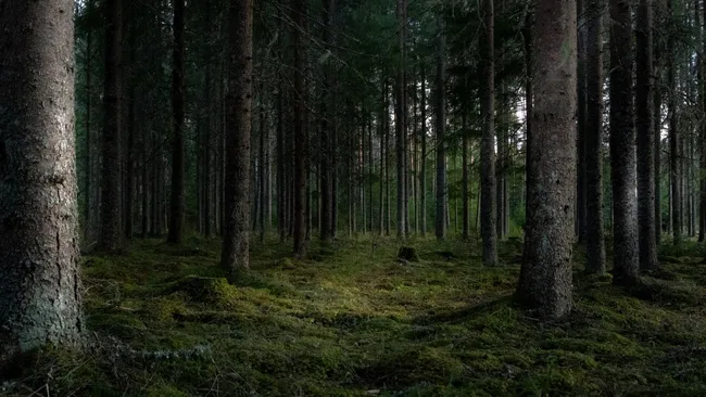 Просмотр роликов с природой может давать тот же эффект, что и реальные прогулки