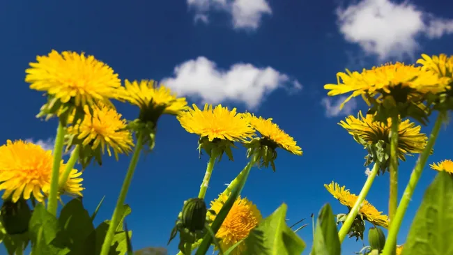 Не спешите косить одуванчики — приготовим отпугивающий состав, и вредители разбегутся