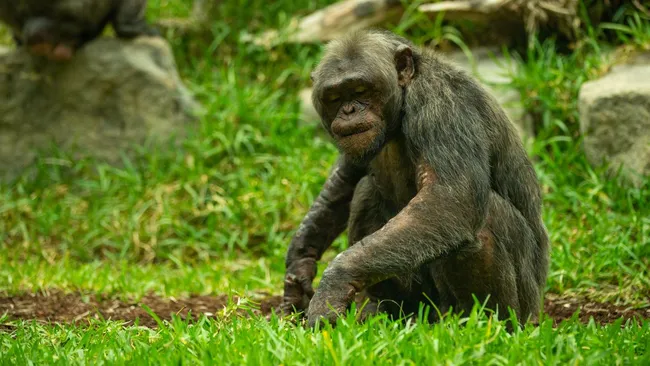 Эксперимент подтвердил наличие воображения у приматов 