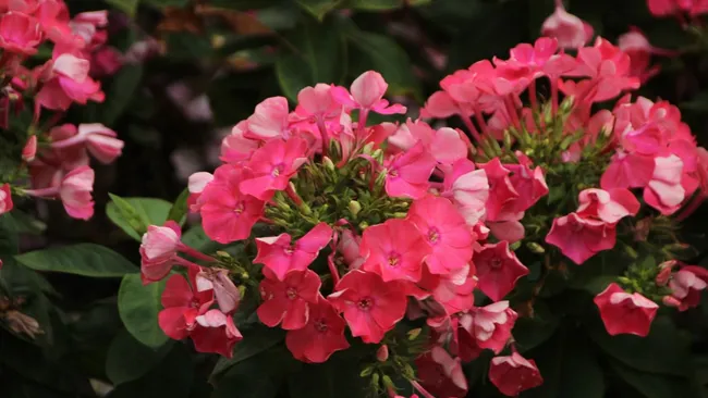 Всего 1 капля из аптечки — простая хитрость заставит пеларгонию цвести пышными шапками