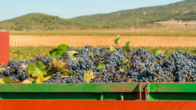 Диетолог Соломатина: безалкогольное вино обладает антиканцерогенным действием