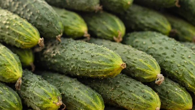 Рай для огурцов — рассказываем, зачем опытные дачники льют йод в кефир