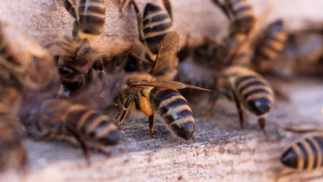 Пчёлы танцуют лучше, когда на них смотрят