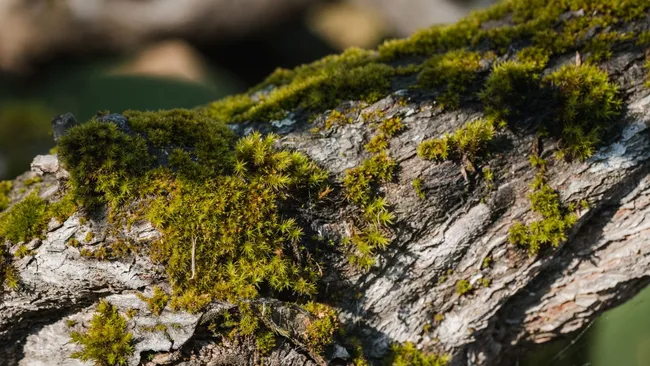 Мох и лишайник буквально душат деревья — рассказываем, как можно от них избавиться
