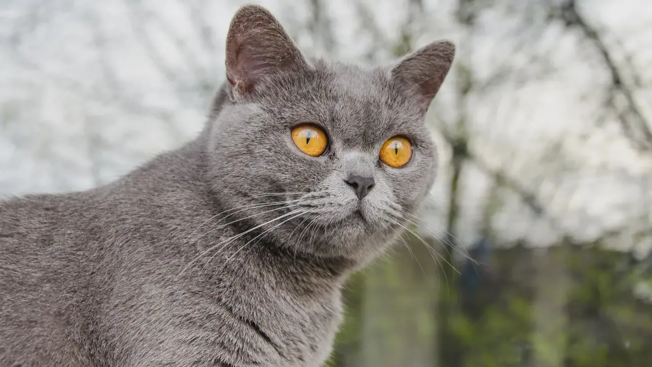 Генетики дали название редкому окрасу кошек и объяснили его природу