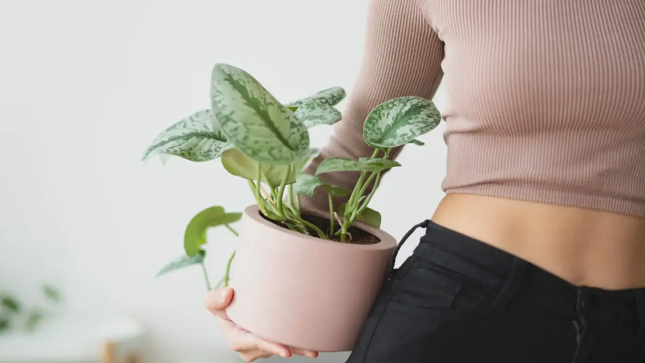 Как распознать и одолеть вредителей комнатных растений