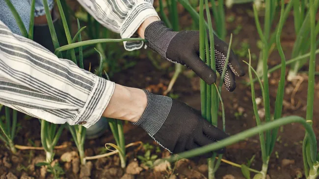 Лук даст рекордный урожай — простой содовый раствор творит чудеса
