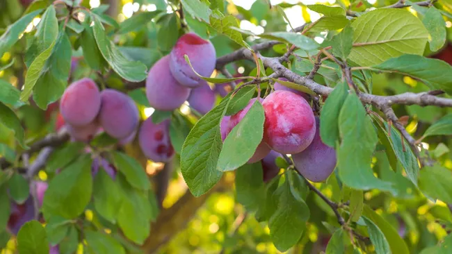 Урожай можно будет собирать ведрами — как «накормить» сливу кальцием без удобрений