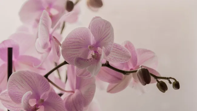 Лайфхак для орхидей — возвращаем блеск листьям с помощью продукта из холодильника 