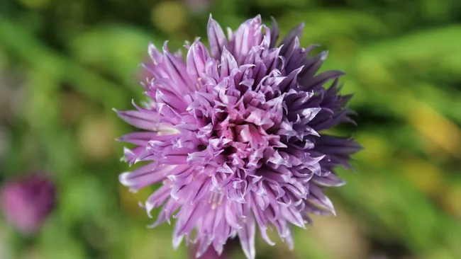 Если хотите цветы уже в первый год, сажайте эти многолетники — они точно не подведут