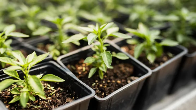 Домашний стимулятор роста — подкормка, после которой растения преображаются