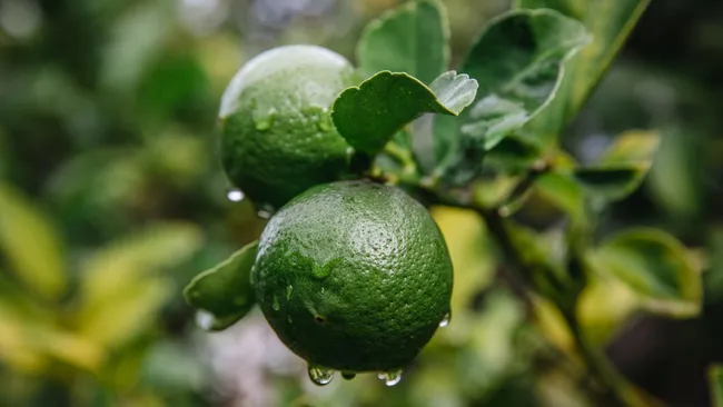 Бергамот снижает жировую нагрузку на печень 