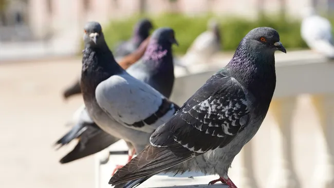 Голуби больше не сядут на ваш балкон — гуманные способы избавления от пернатых 