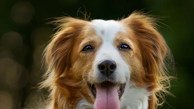 Собаки распознают стресс точнее людей 