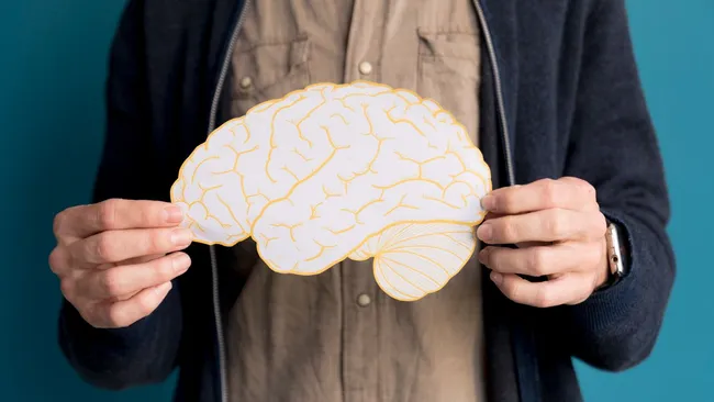 Созревание головного мозга продолжается до 30 лет 